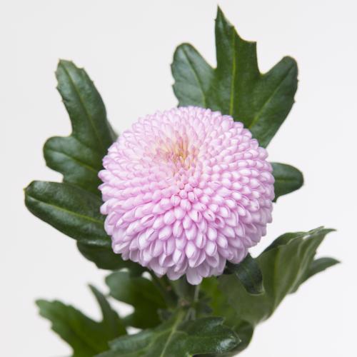 10x Chrysant momoko 70cm