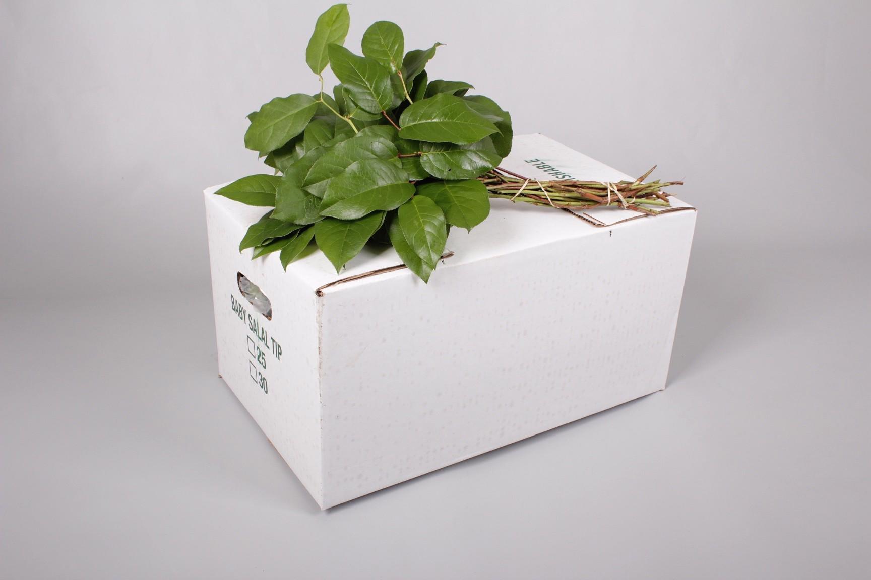 12x Sg salal mini