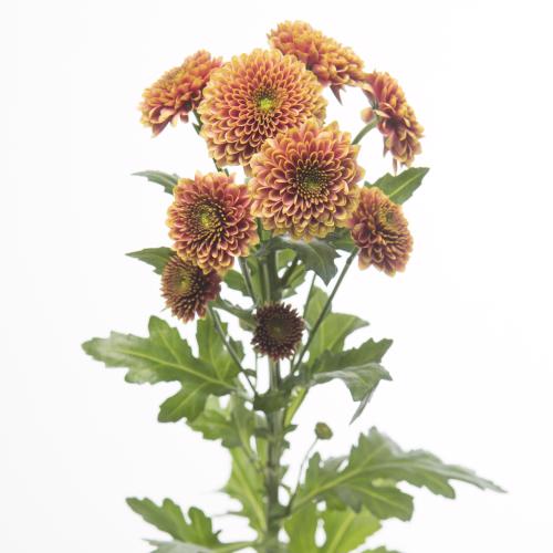 25x Chrysant san.doria orange 50cm