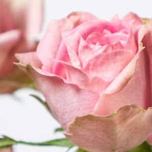 10x Rosa pepita 60cm