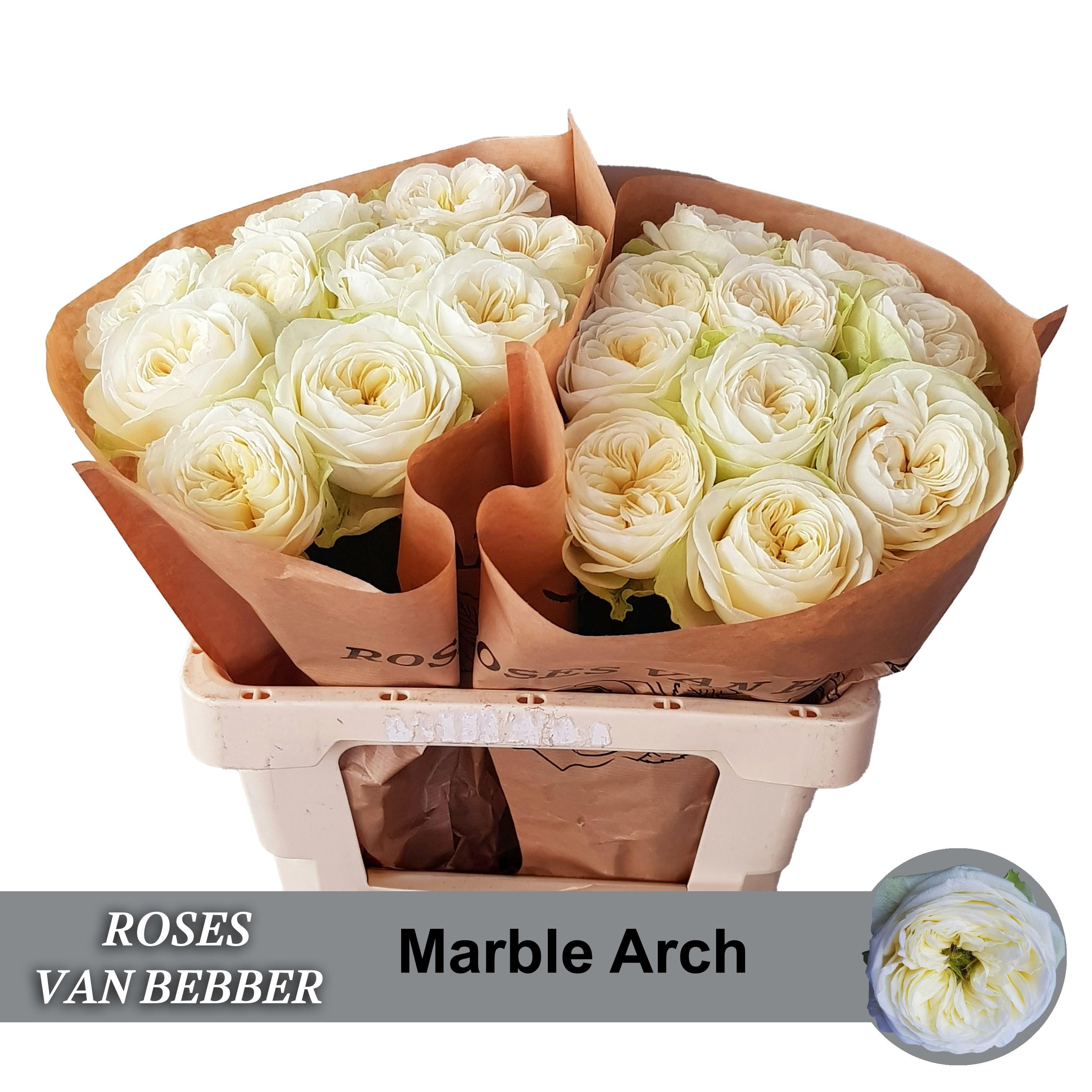 10x Rosa marble arch 50cm