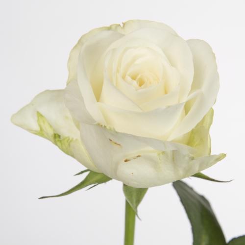 20x Rosa countdown 40cm