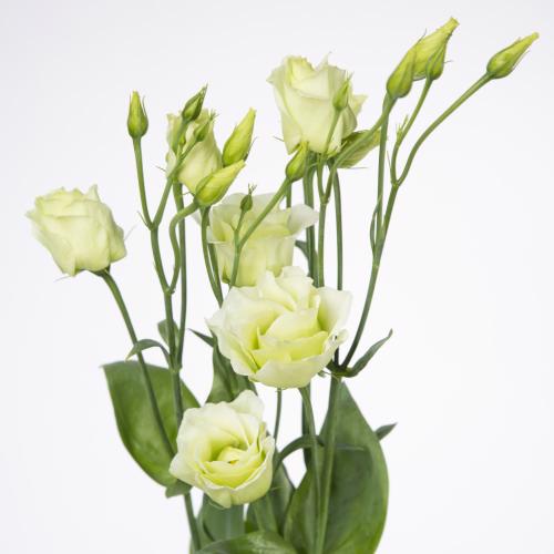 10x Eust.rosita green du 70cm