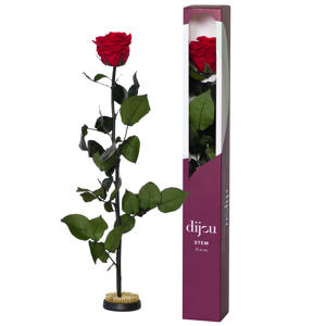 1x Dc pres.rozen light red 1795c