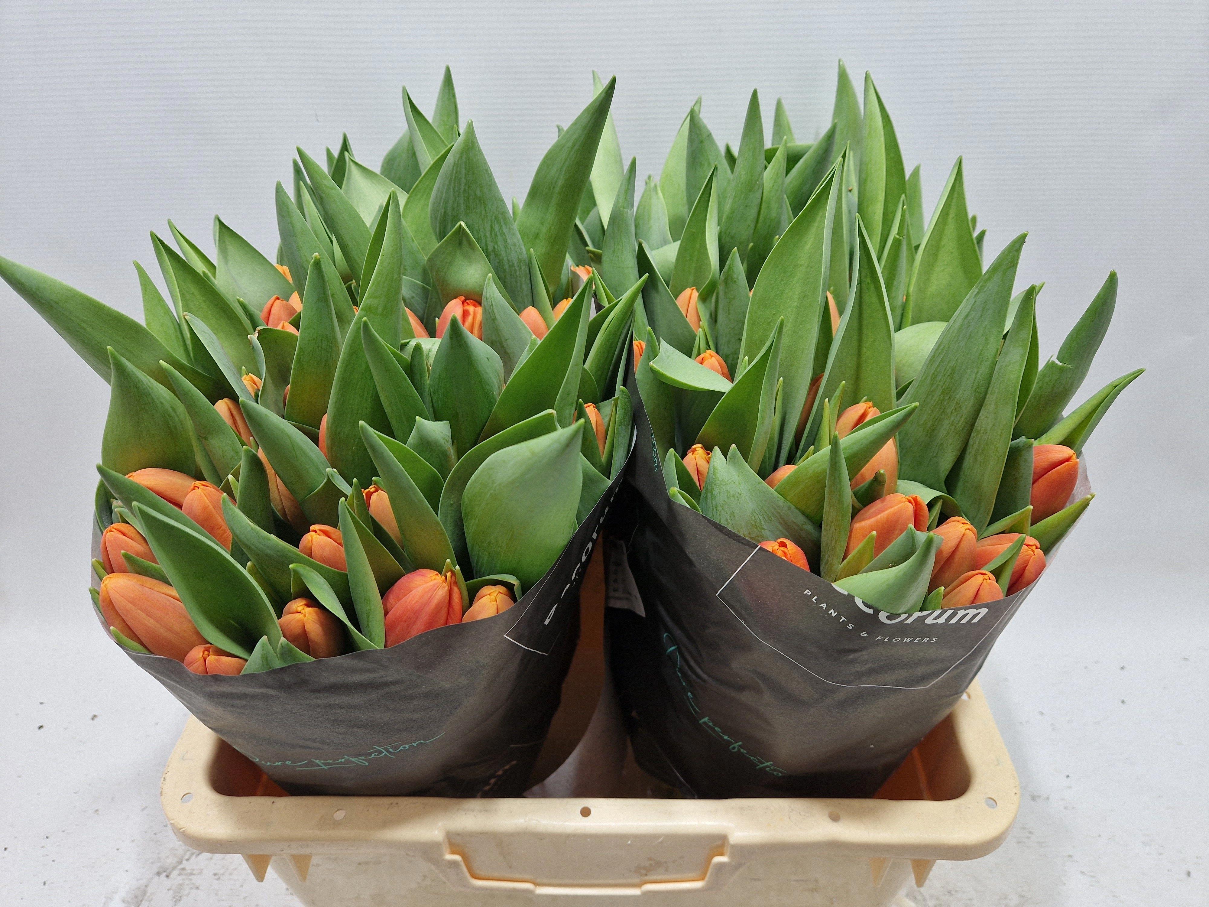 50x Tulipa time out en 40cm