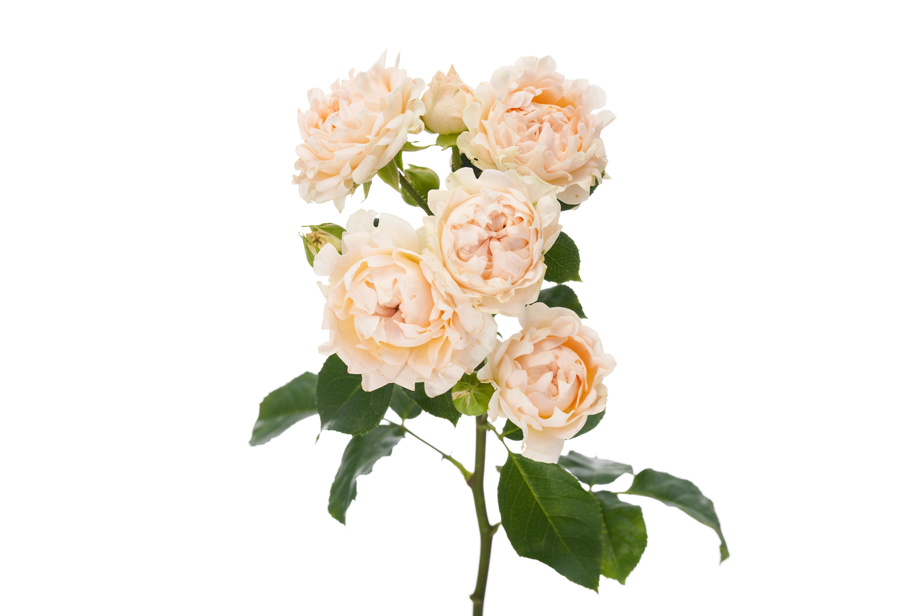 10x Rosa tr. #la vie 70cm