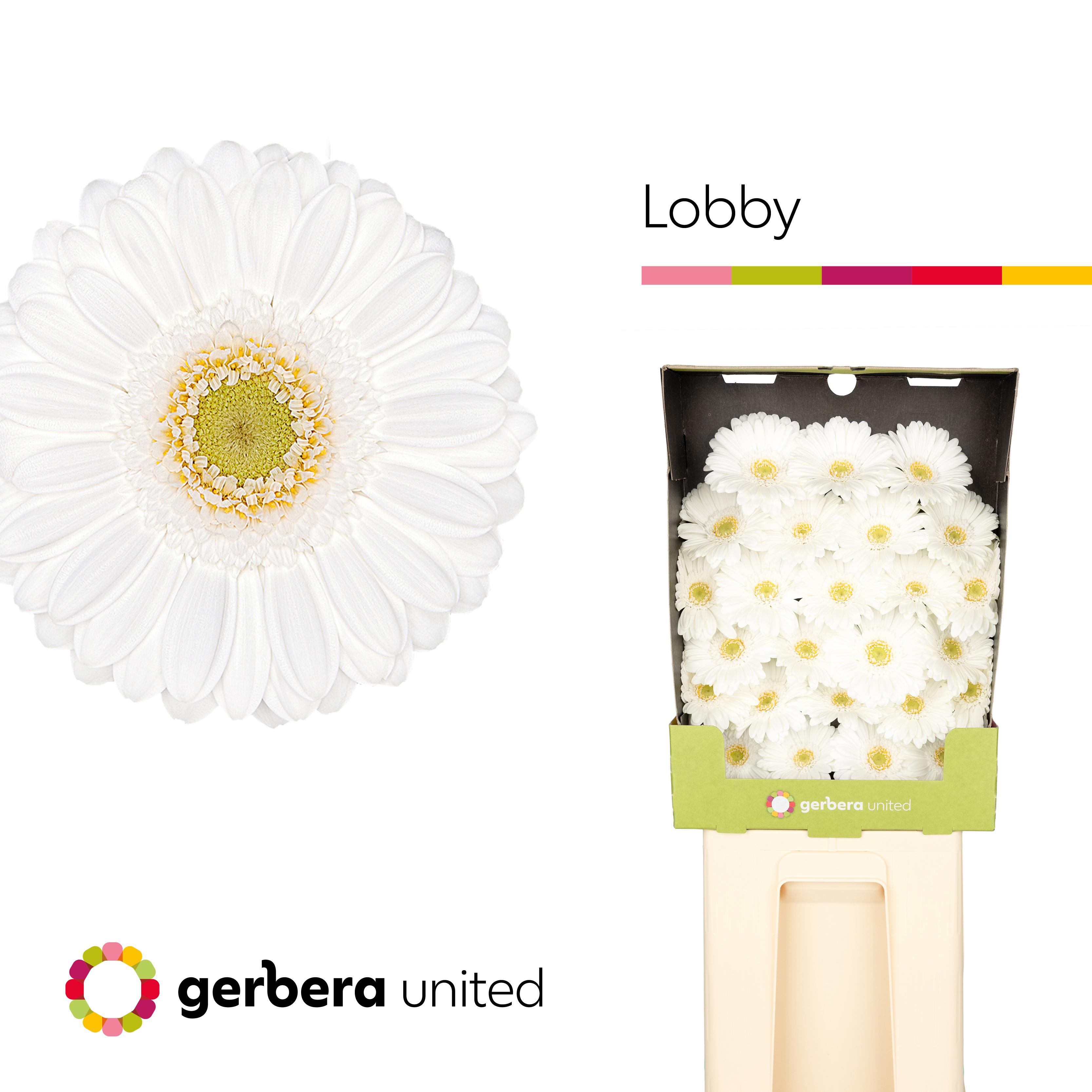 25x Germ.lobby 70cm