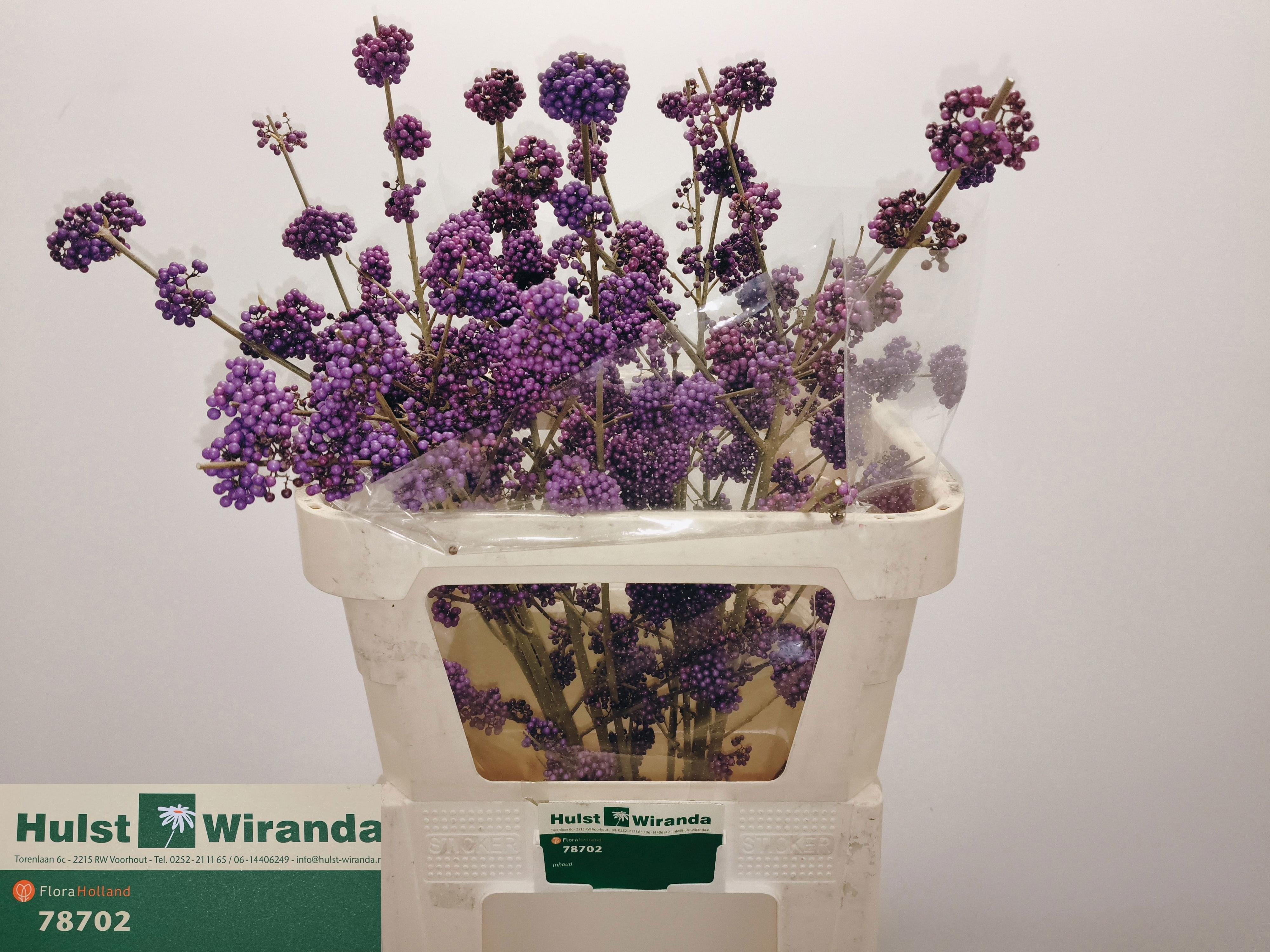 10x Callicarpa magical purple giant 80cm