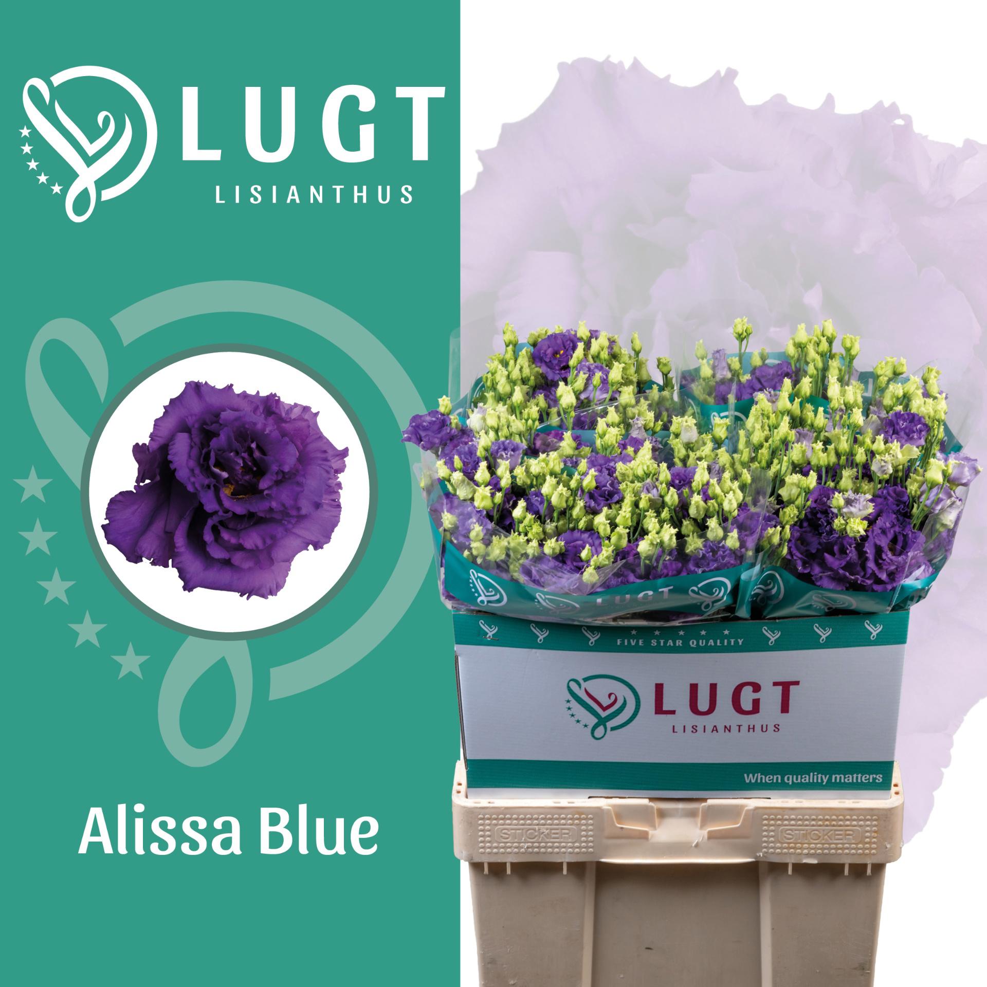 10x Eust.alissa blue du 70cm