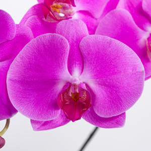 25x Phal.happy valentina