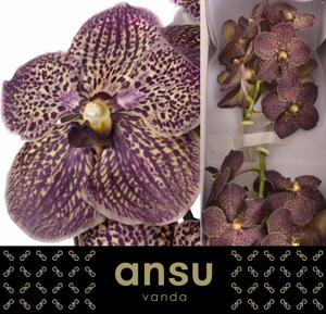 16x Vanda sun.chocolate brown 30cm
