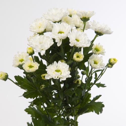 25x Chrysant san.rossi white 50cm