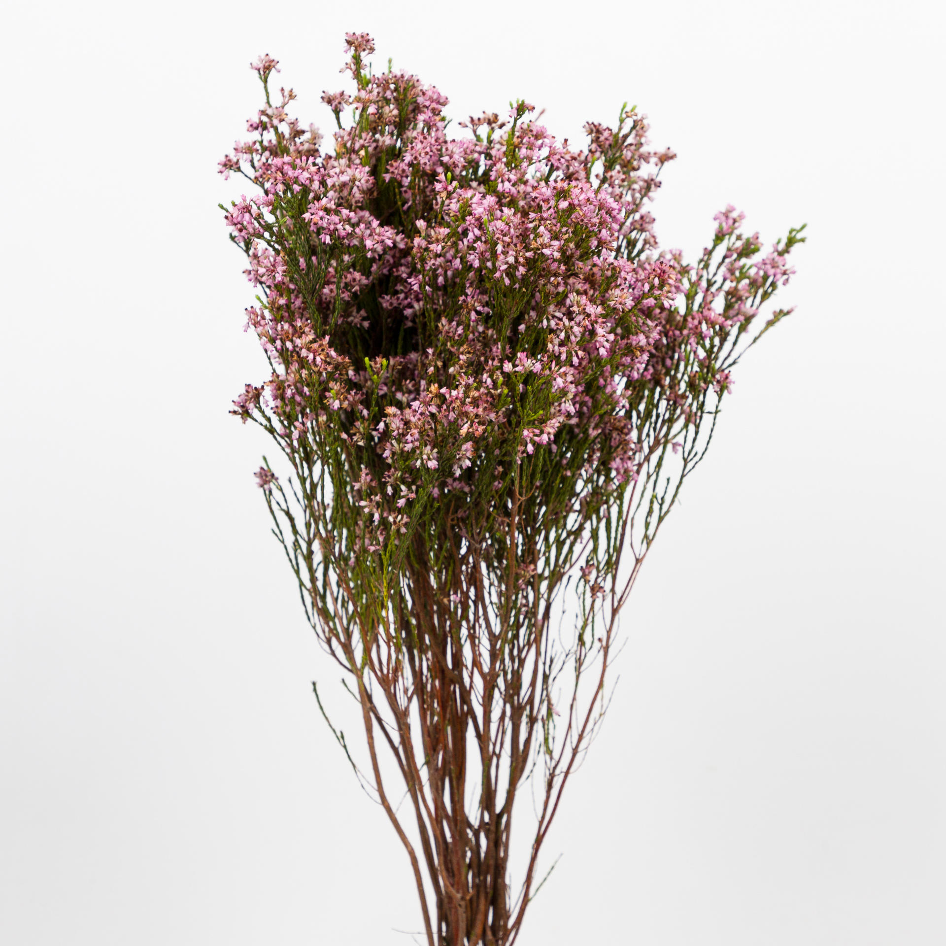 10x Pg erica pink 50cm