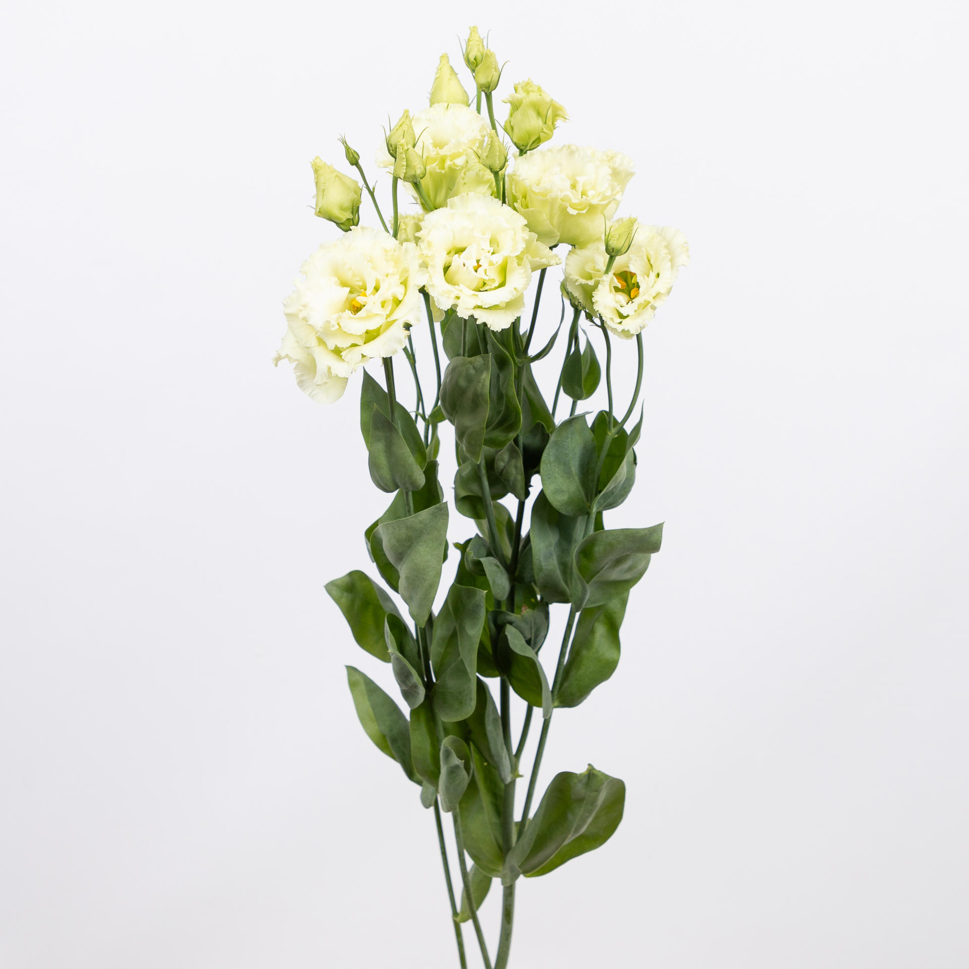 10x Eust.alissa green du 70cm