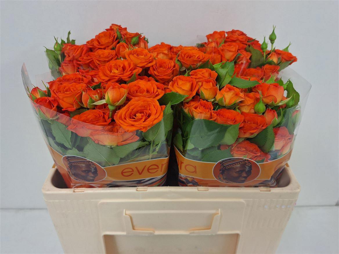 10x Rosa tr. babe 50cm