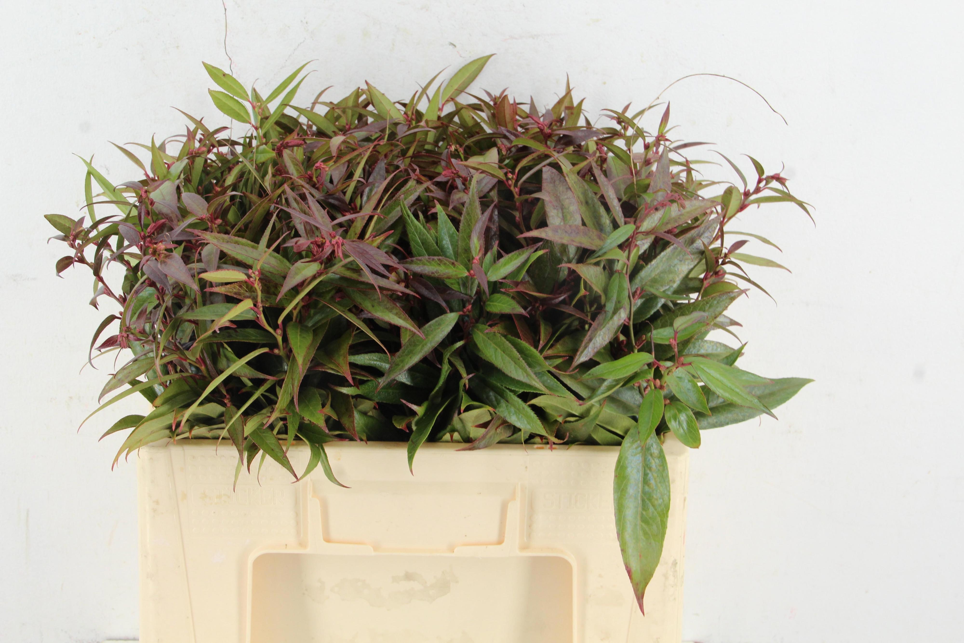10x Sg leucothoe rainbow 50cm