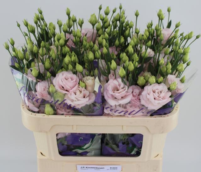 10x Eust.corelli light pink du 70cm