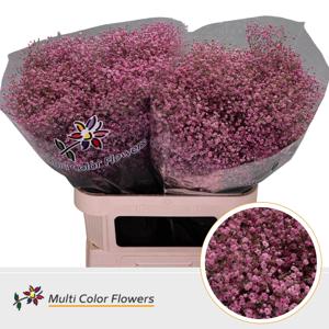 25x Gipskruid m.stars roze 80cm