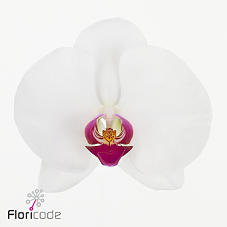 10x Phal.ruby kiss 80cm