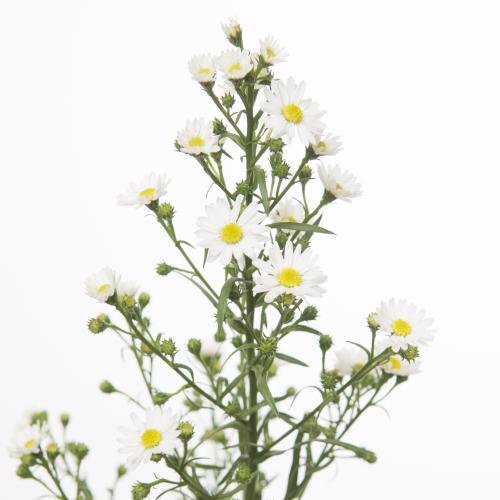 25x Aster paquita 80cm