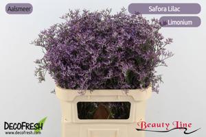 25x Lim.safora lilac 80cm