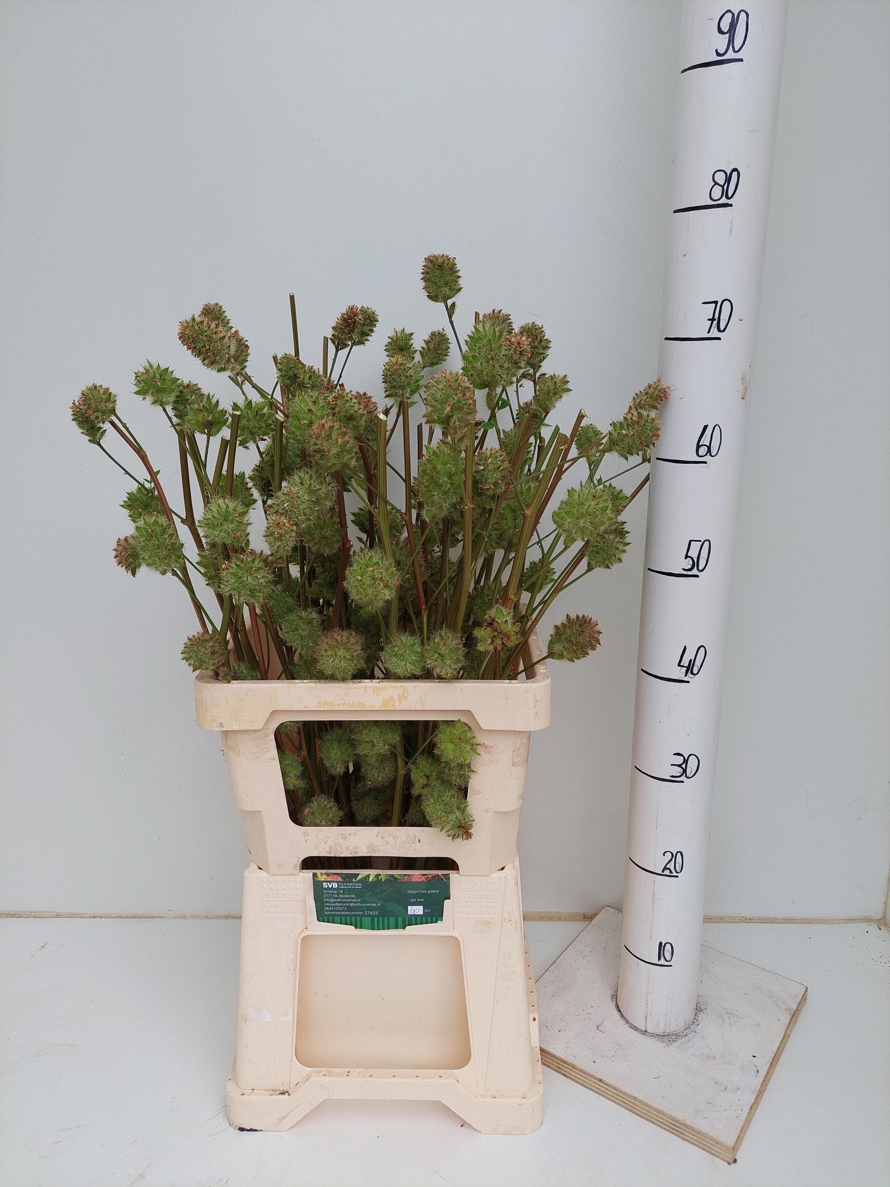 10x Glycyrrhiza yunnanensis 60cm