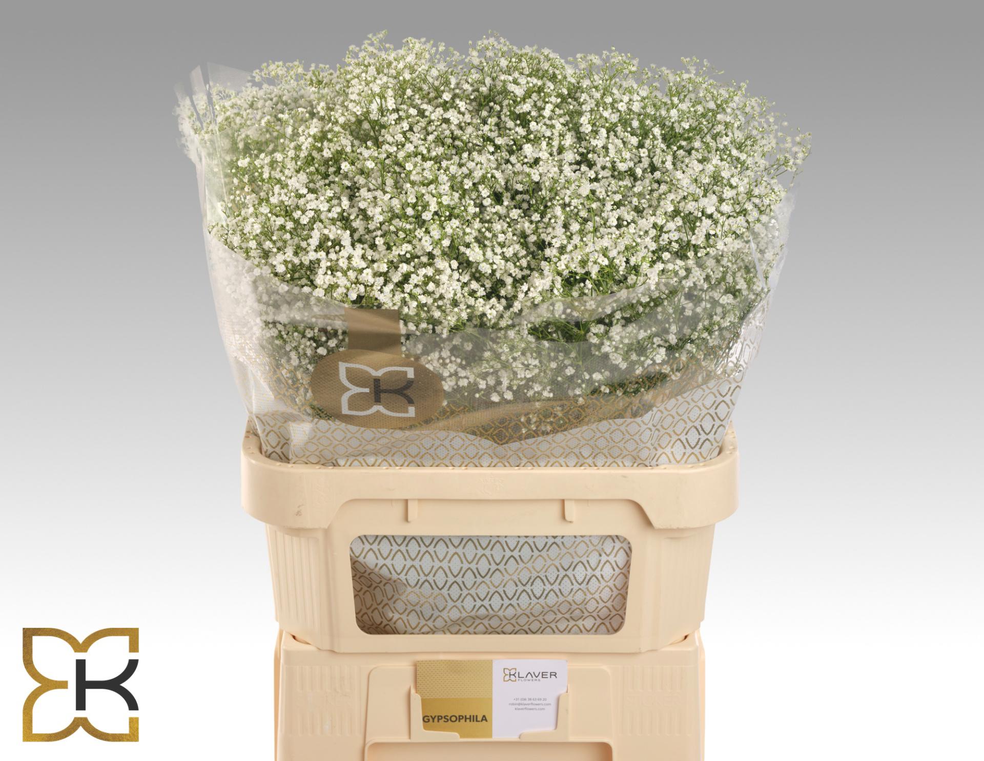 25x Gipskruid zinzi discovery 80cm