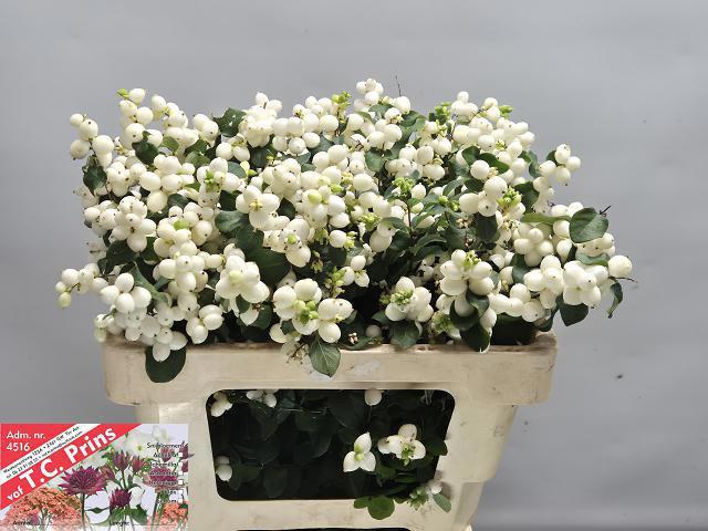 10x Symphor.magical lemon and lime 50cm
