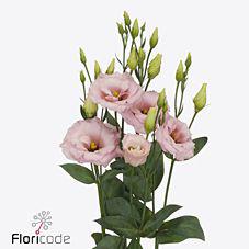 10x Eust.lisanne light pink du 70cm