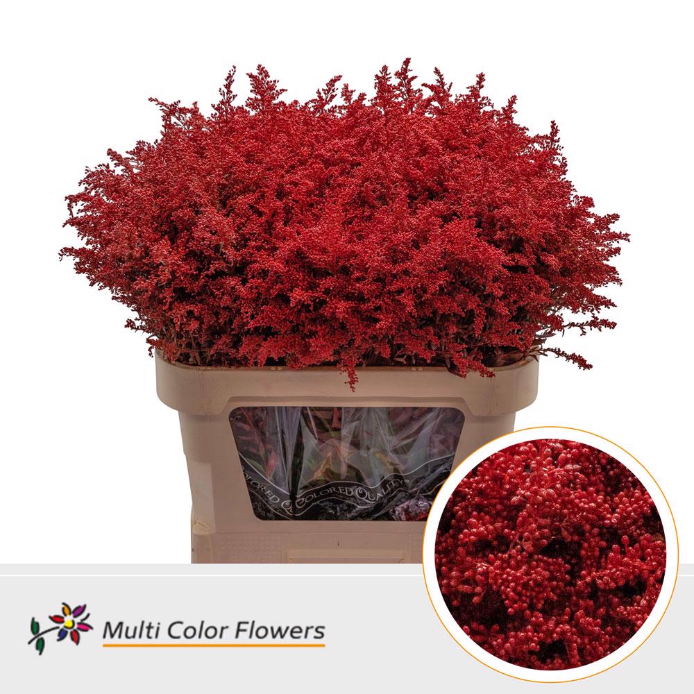 25x Solid.(v) rood 80cm