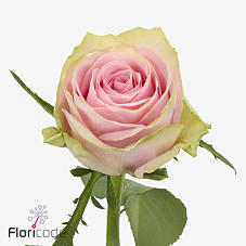 10x Rosa olivia 50cm