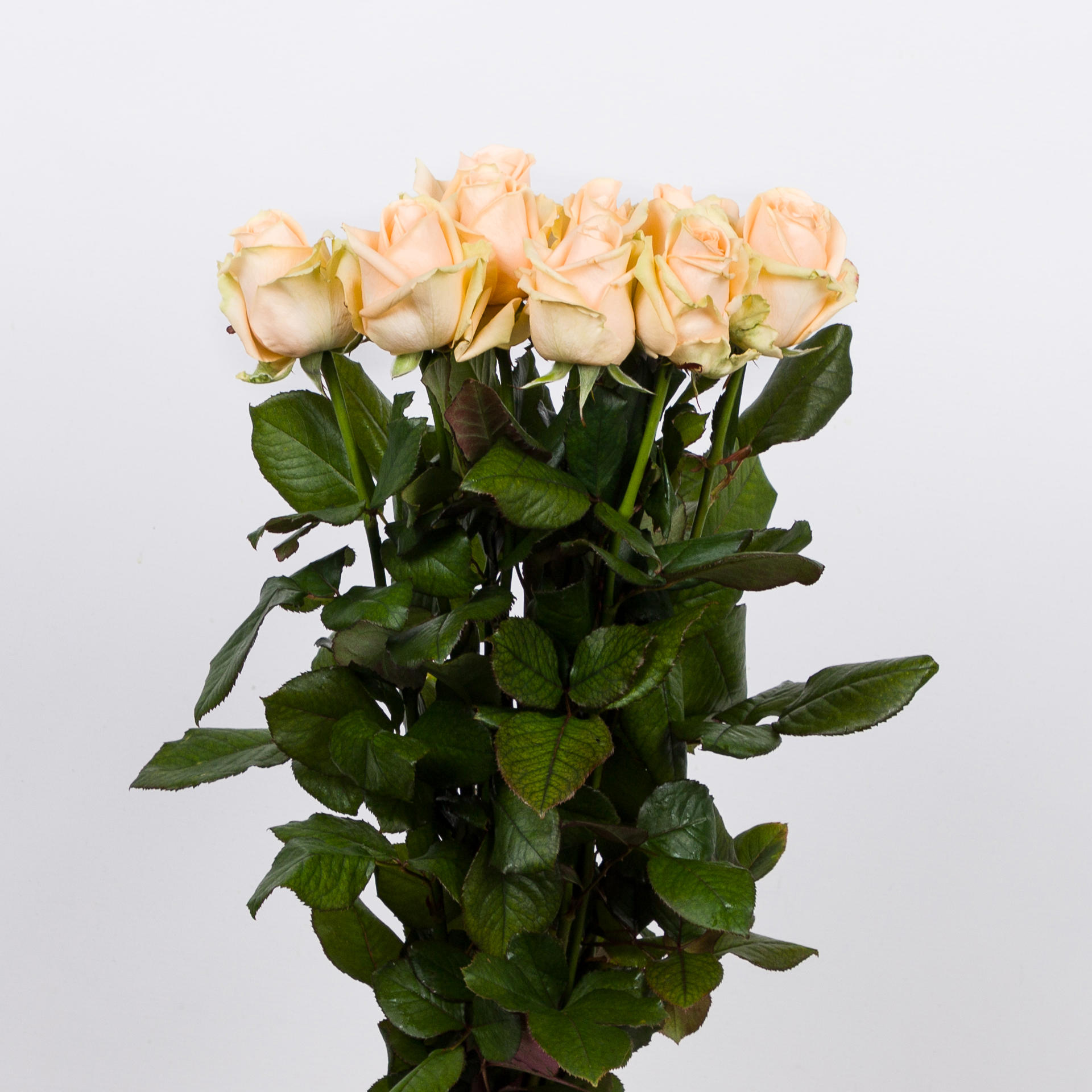 10x Rosa avalanche peach+ 40cm