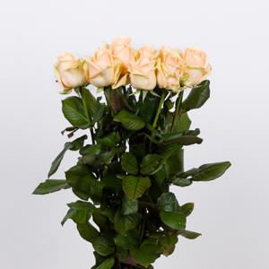 10x Rosa avalanche peach+ 60cm