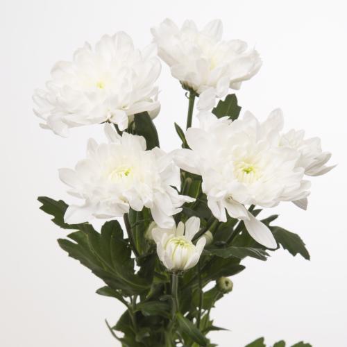 10x Chrysant baltica 70cm