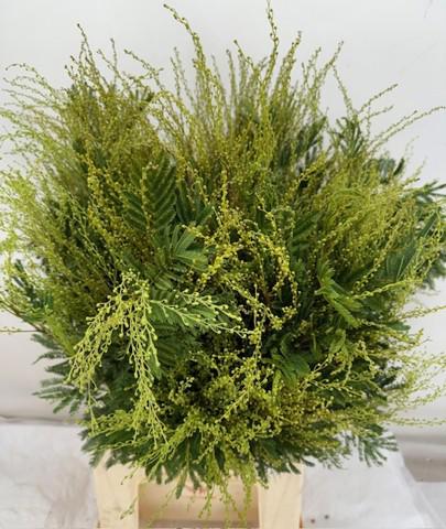 5x Acacia retinodes groen 50cm