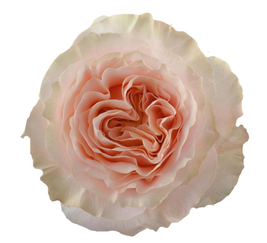 25x Rosa princess crown 50cm