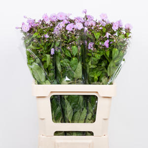 20x Phlox butterlfy 60cm