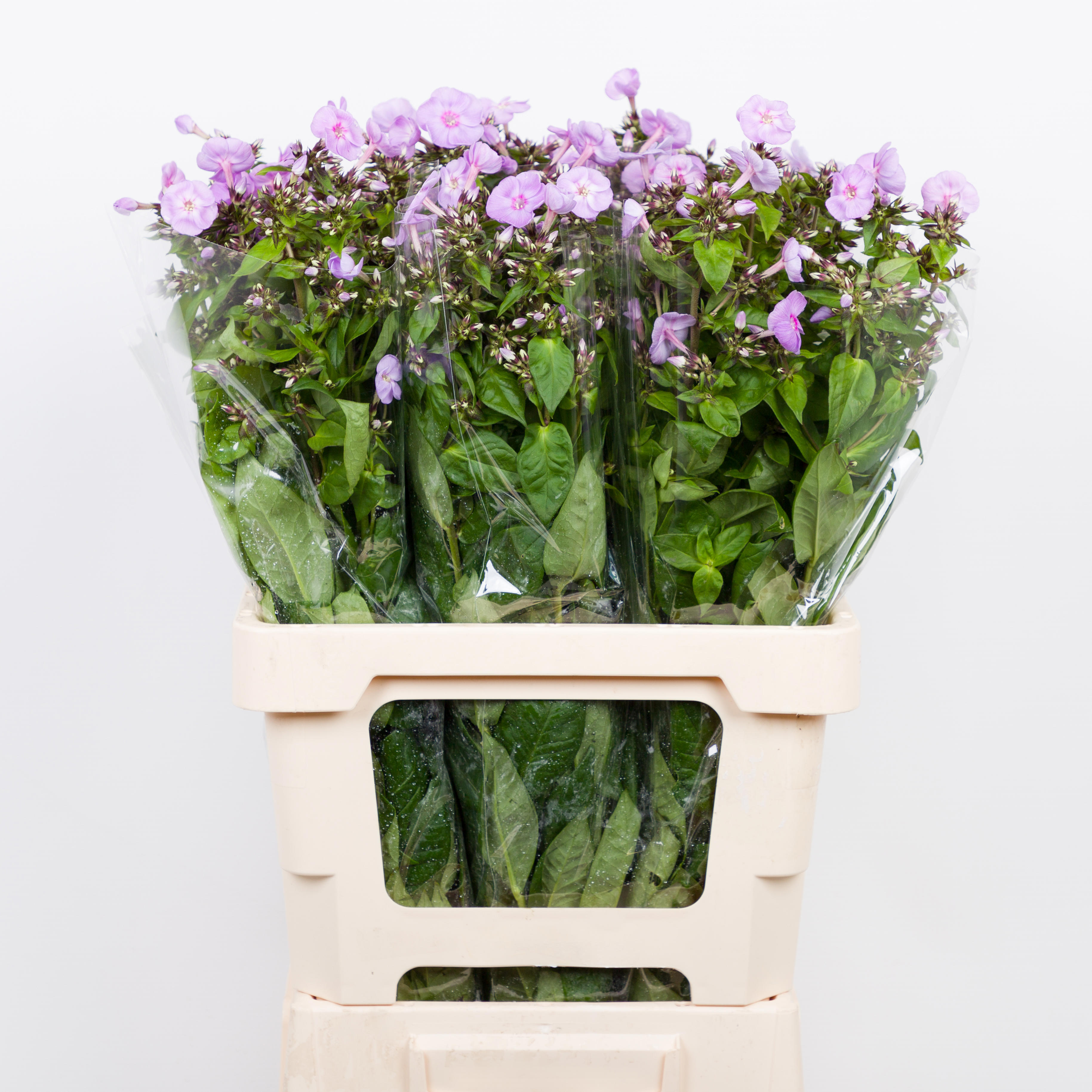20x Phlox butterlfy 60cm