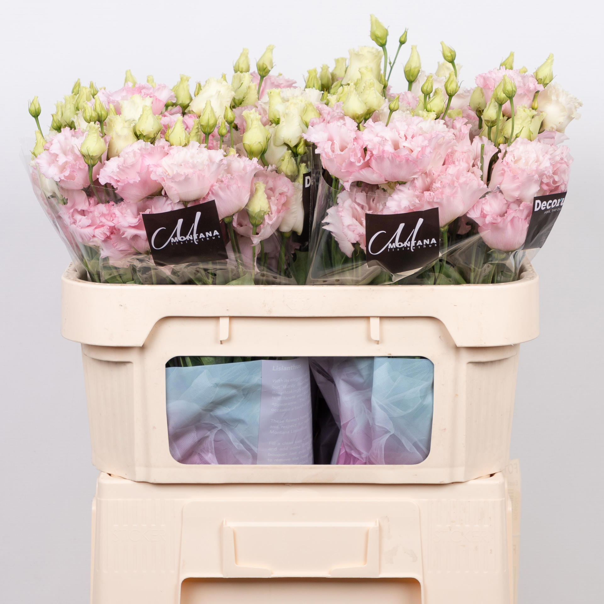 10x Eust.celeb queen du 70cm