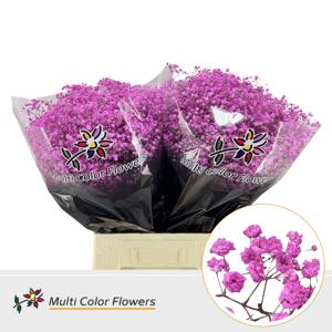 25x Gipskruid xlence rose lady 70cm