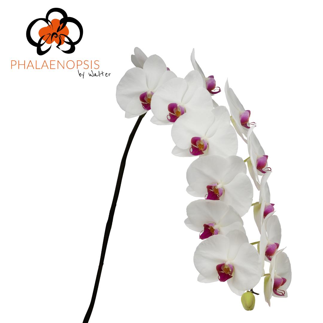 10x Phal.ruby kiss 80cm
