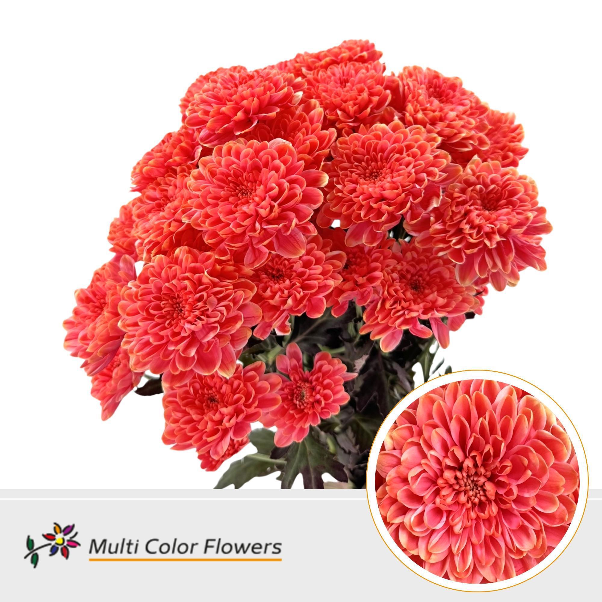 10x Chrysant altaj explosion 60cm
