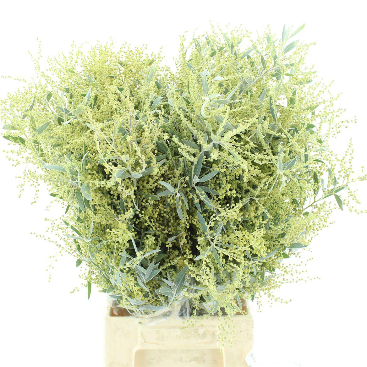 10x Acacia hamburyana bloeiend 60cm