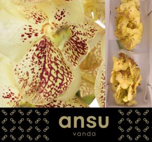 16x Vanda sun.yellow henna 10cm