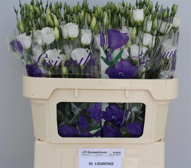 10x Eust.piccolo white en 70cm