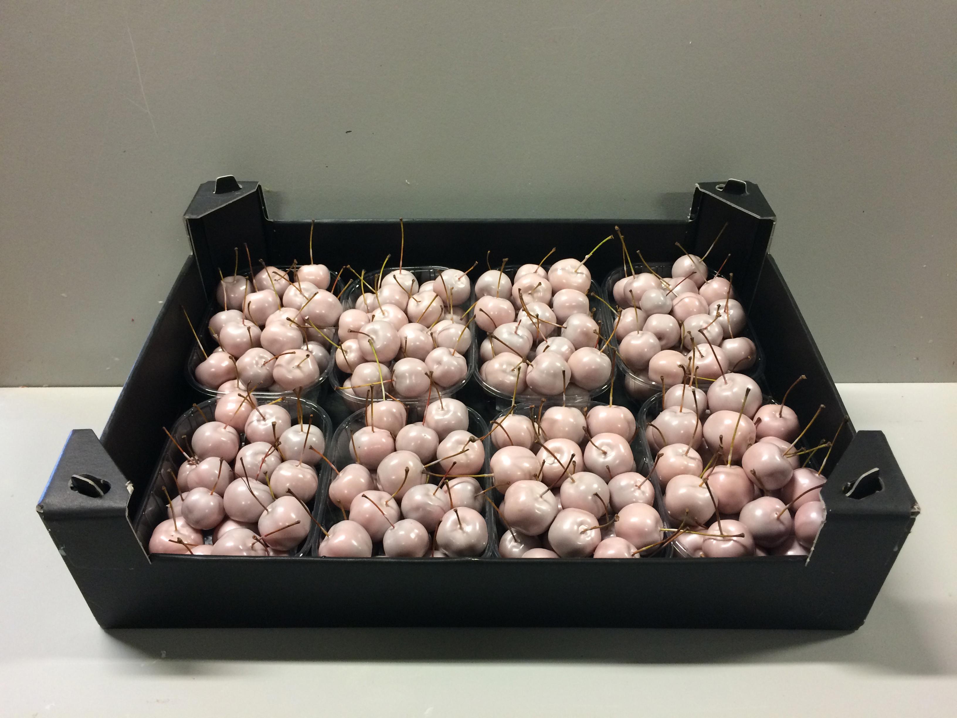 8x Sf malus wax ivoor