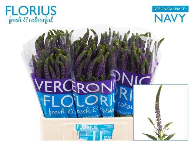 25x Veron.smart navy 60cm