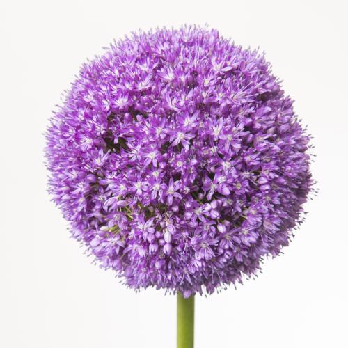 14x Allium ambassador 80cm