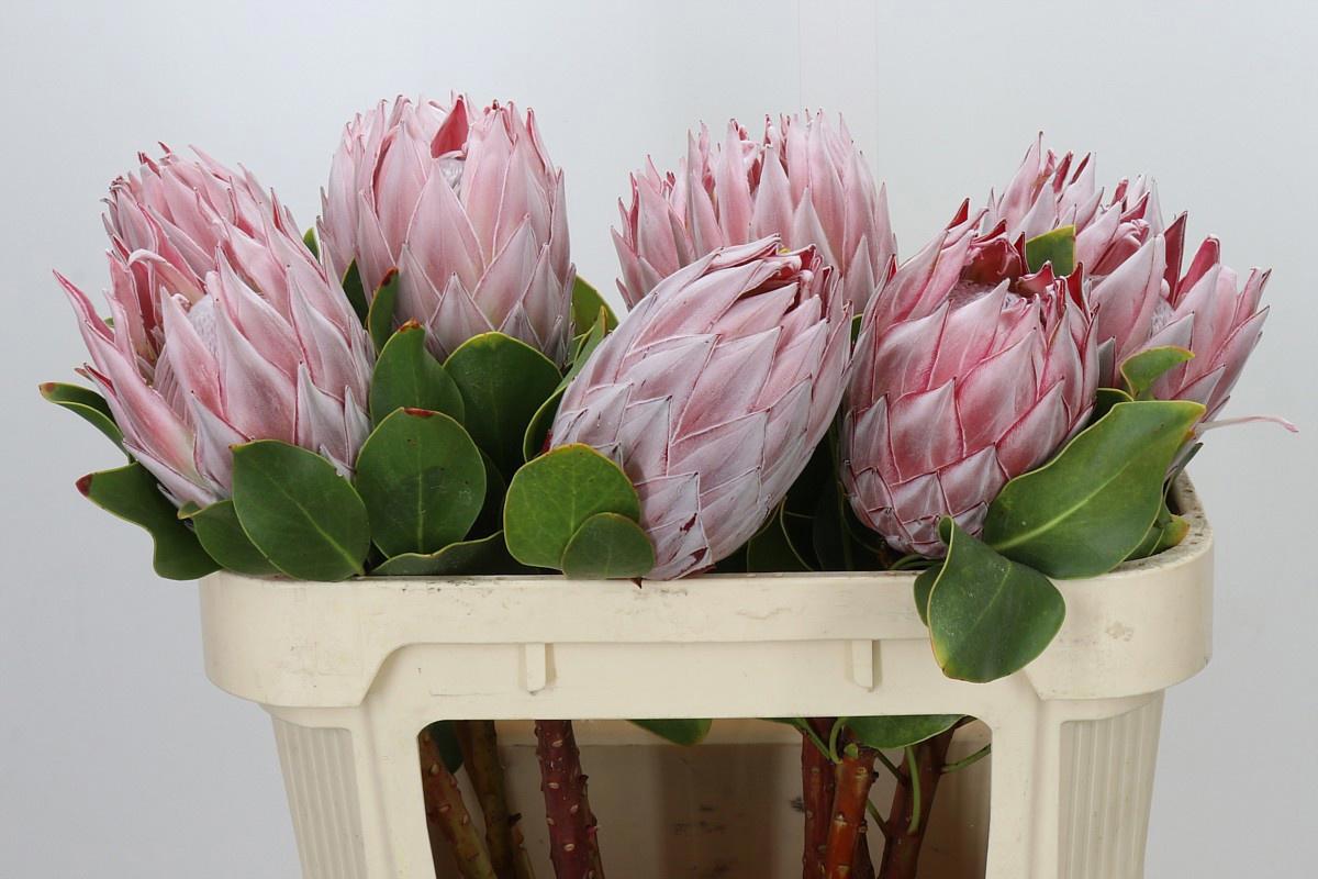 5x Prot.cynaroides 70cm