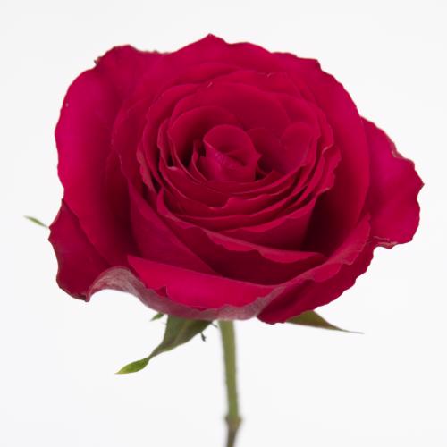 20x Rosa madam cerise 80cm